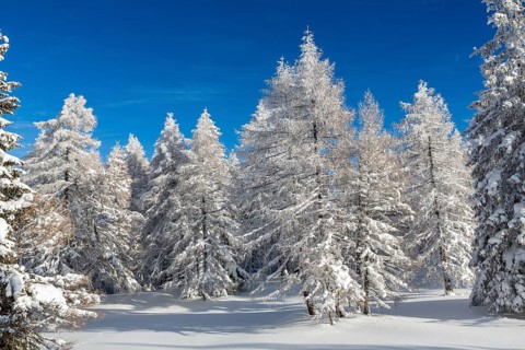 Winter landscape
