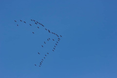Bird migration