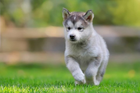 Alaskan Malamute puppy running across the meadow
