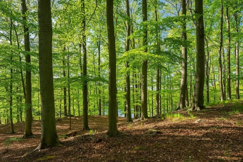 Beech forest