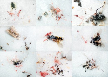 Insect mortality due to road traffic