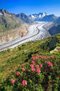 Wannenhoerner and Aletsch glacier with alpine roses