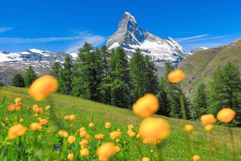 Matterhorn with troll flowers