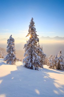 Mountain pine