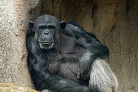 Chimpanzee
