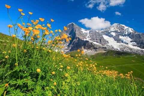 Eiger and Moench with buttercup