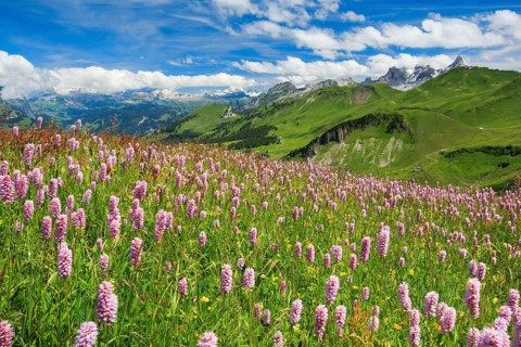 Swiss Alps with blooming snake's knotweed