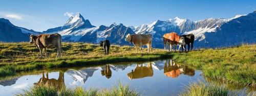 Cows in front of Schreckhorn