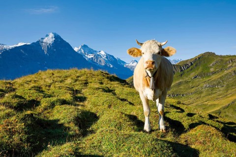 Cow in front of Eiger and Jungfrau