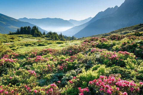 Sunrise Chalberboden