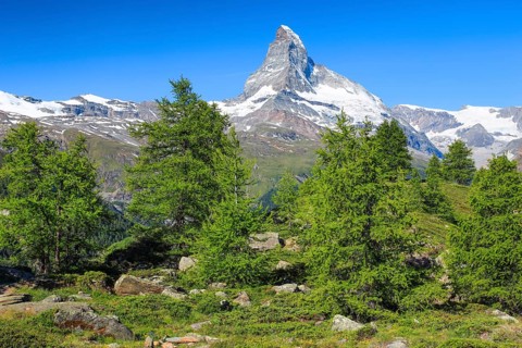 Matterhorn and larch forest in summer