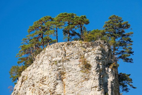 Trees on rock tower