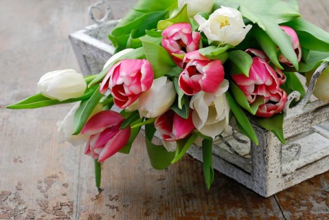 Ostrich tulips