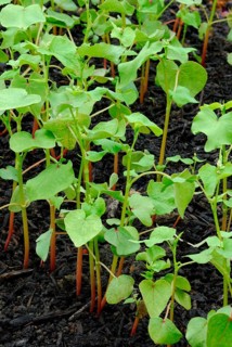 Buckwheat