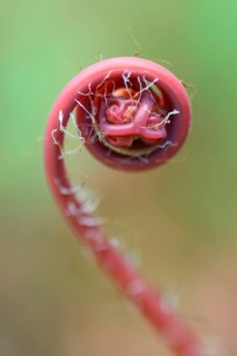 Early red peacock wheel fern