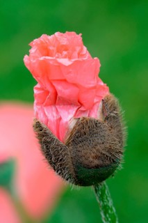 Poppy