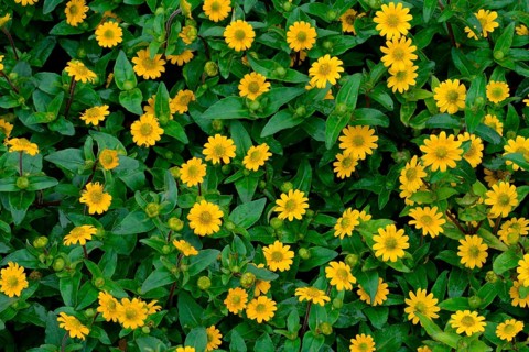 Creeping Zinnia