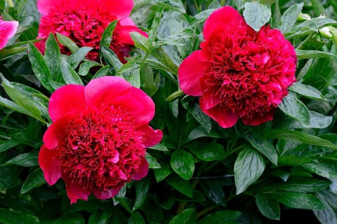 Peony