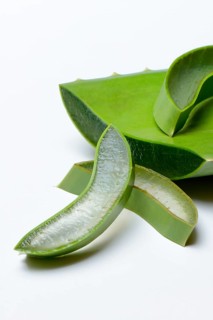 Aloe leaf discs and cut leaf