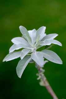 Indian smoking sage
