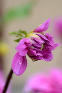 Dahlia