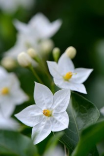 Solanum laxum