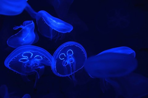 Common jellyfish