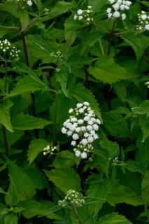Ageratum east