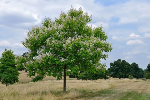 Splendid trumpet tree