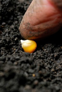 Corn kernels are put into soil