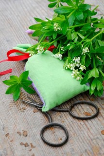 Real Galium odoratum