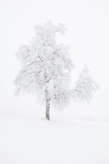 Birch
