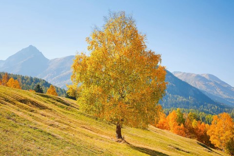 Birch with Piz Nair in the background
