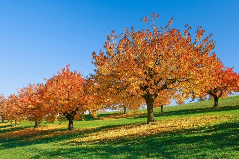 Cherry trees in autumn