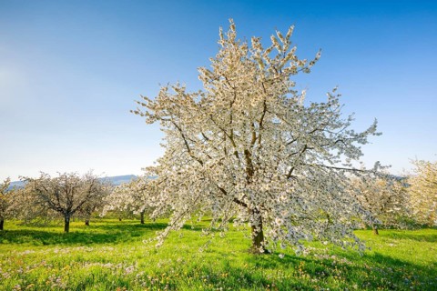 Cherry trees in spring