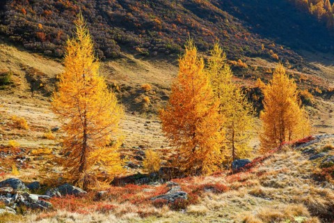 Larch forest and blueberry bushes