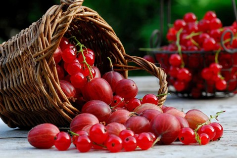 Basket with Gooseberriesand Redcurrants