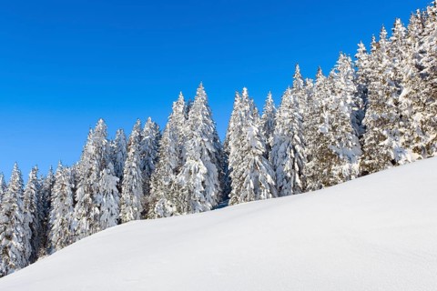 Snowy fir forest