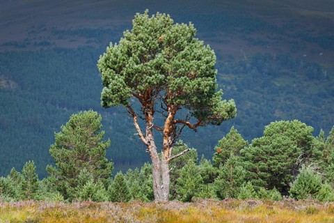 Scots pine