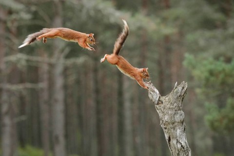 Red Squirrel