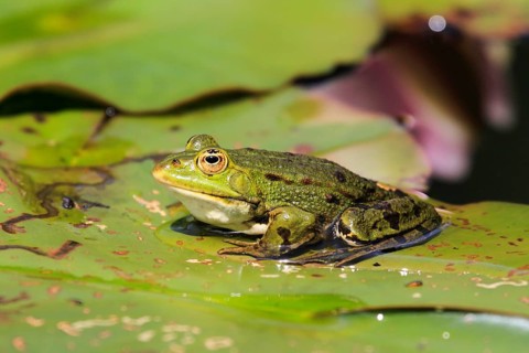 Green frog