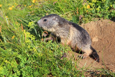 Alpine Marmot
