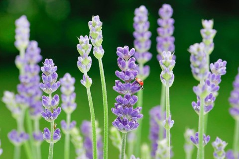 Two-spotted ladybird on lavender flower