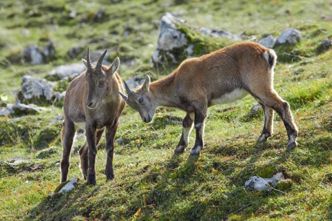 Ibex young