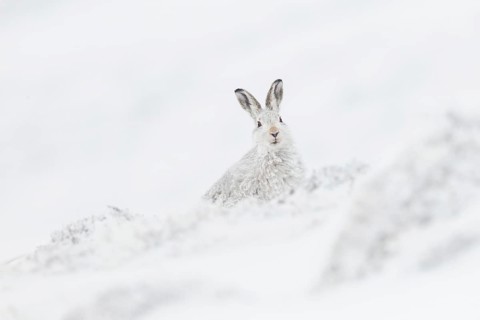 Mountain hare