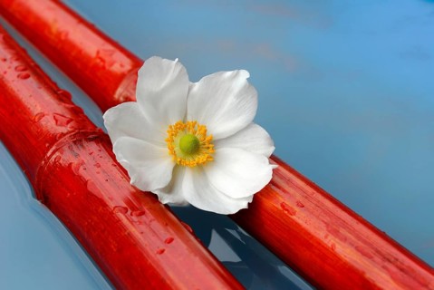 Japanese autumn anemone
