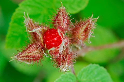 Japanese Wineberry