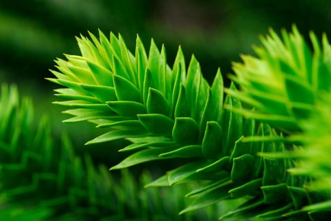 Monkey puzzle tree
