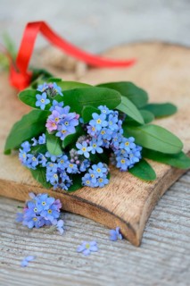 Forget-Me-Not