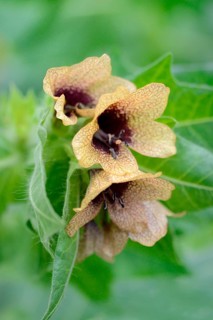 Henbane